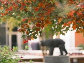 Fall leaves in the foreground of the picture with a small bear cub statue in the background